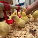 article image - farm 1